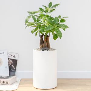 파키라 흰색원형 경량화분 인테리어식물 거실화분 개업화분 승진화분 공기정화식물