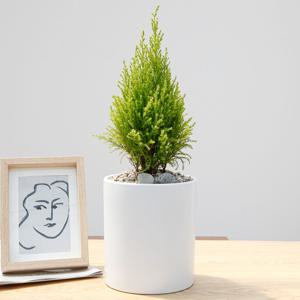 율마 흰색원형 경량화분 인테리어식물 거실화분 개업화분 승진화분 공기정화식물