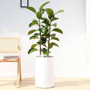 인도고무나무 흰색원형 경량화분 인테리어식물 거실화분 개업화분 승진화분 공기정화식물