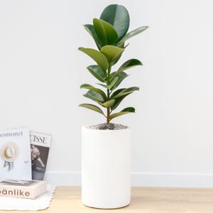 인도고무나무 흰색원형 경량화분 인테리어식물 거실화분 개업화분 승진화분 공기정화식물
