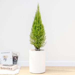 율마 흰색원형 경량화분 인테리어식물 거실화분 개업화분 승진화분 공기정화식물