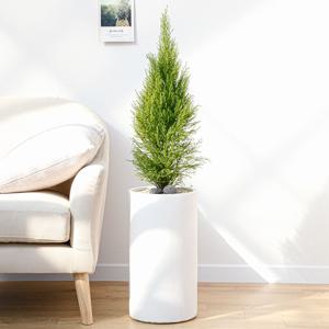 율마 흰색원형 경량화분 인테리어식물 거실화분 개업화분 승진화분 공기정화식물