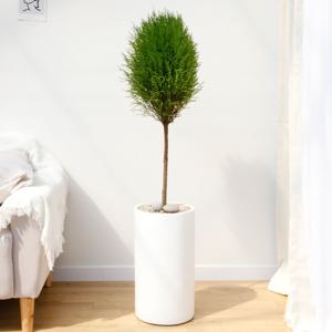 핫도그율마 흰색원형 경량화분 인테리어식물 거실화분 개업화분 승진화분 공기정화식물