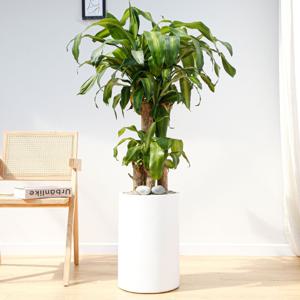 행운목 흰색원형 경량화분 인테리어식물 거실화분 개업화분 승진화분 공기정화식물