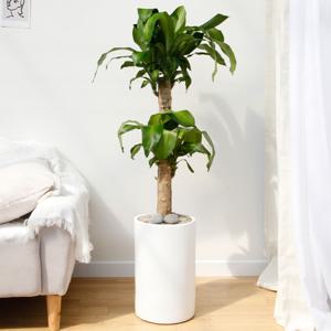 행운목 흰색원형 경량화분 인테리어식물 거실화분 개업화분 승진화분 공기정화식물