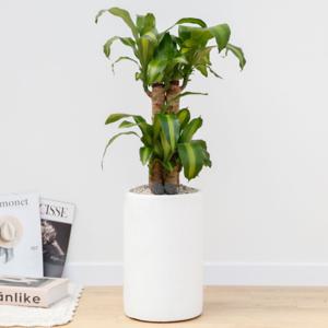 행운목 흰색원형 경량화분 인테리어식물 거실화분 개업화분 승진화분 공기정화식물