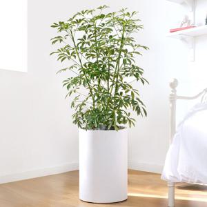 홍콩야자 흰색원형 경량화분 인테리어식물 거실화분 개업화분 승진화분 공기정화식물