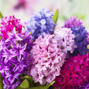 히아신스 구근 2구 8종 수경재배 추식 알뿌리 히야신스