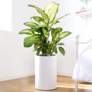 마리안느 흰색원형 경량화분 인테리어식물 거실화분 개업화분 승진화분 공기정화식물