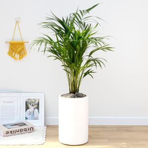 아레카야자 흰색원형 경량화분 인테리어식물 거실화분 개업화분 승진화분 공기정화식물