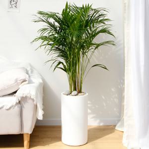 아레카야자 흰색원형 경량화분 인테리어식물 거실화분 개업화분 승진화분 공기정화식물