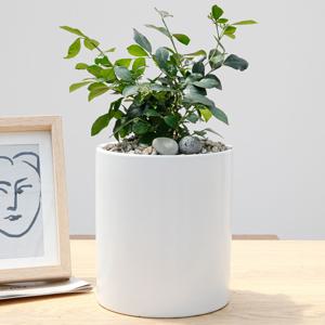 오렌지자스민 흰색원형 경량화분 인테리어식물 거실화분 개업화분 승진화분 공기정화식물