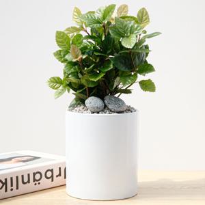산호수 흰색원형 경량화분 인테리어식물 거실화분 개업화분 승진화분 공기정화식물