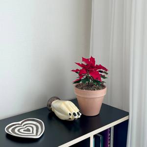 포인세티아 크리스마스 겨울 꽃 이태리토분 레드 장식 소품 플랜테리어
