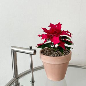 포인세티아 겨울 꽃 이태리토분 레드 크리스마스 장식 소품 인테리어