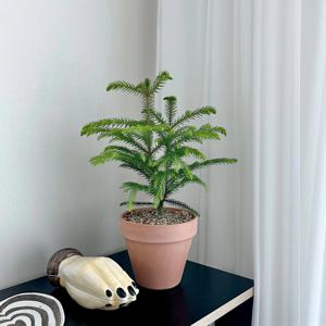 아라우카리아 크리스마스트리 나무 생화 트리 이태리토분 소형 소품 장식