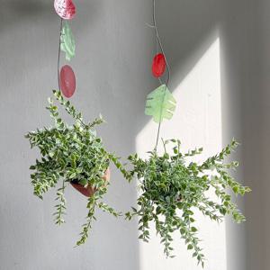 디시디아 밀리언하트 자개달린 행잉식물