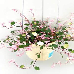 핑크 브리즈 트리안 공기정화 행잉 실내 카페 식물