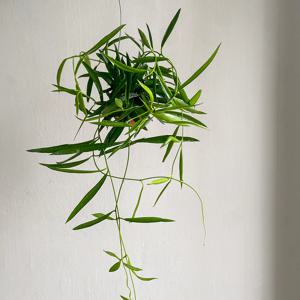 디시디아 필리핀 행잉식물