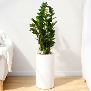 금전수 대형 흰색원형 경량화분 인테리어식물 거실화분 개업화분 승진화분 공기정화식물