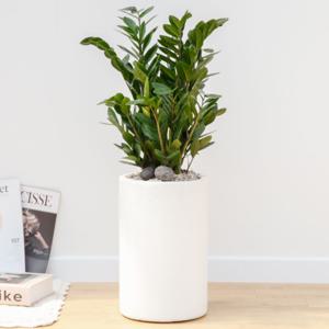 금전수 중형 흰색원형 경량화분 인테리어식물 거실화분 개업화분 승진화분 공기정화식물