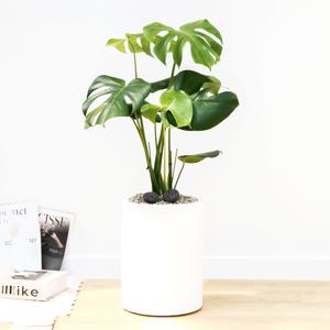 금전수 소형 흰색원형 경량화분 인테리어식물 거실화분 개업화분 승진화분 공기정화식물