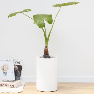 알로카시아 흰색원형 경량화분 인테리어식물 거실화분 개업화분 승진화분 공기정화식물