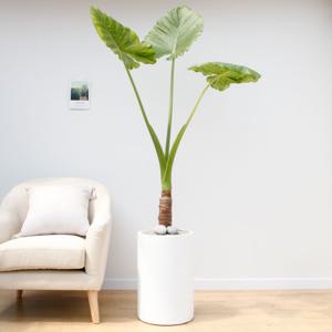 알로카시아 흰색원형 경량화분 인테리어식물 거실화분 개업화분 승진화분 공기정화식물