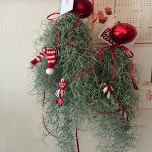 수염틸란드시아 가랜드 크리스마스 생화 장식