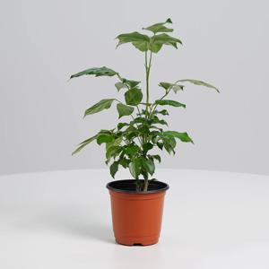 녹보수 키우기쉬운 실내공기정화식물 개업선물 소형 모종