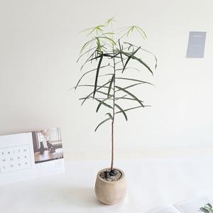 보틀트리 외목대형 호주 바오밥나무 인테리어 공기정화 감성식물