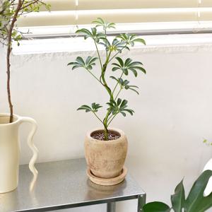 S자 수형 홍콩야자 빈티지 코티팟 식재 세트 화분 집들이 카페 화초 선물