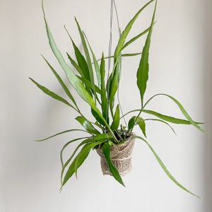 키우기 쉬운 카페 행잉플랜트 립살리스 부사완