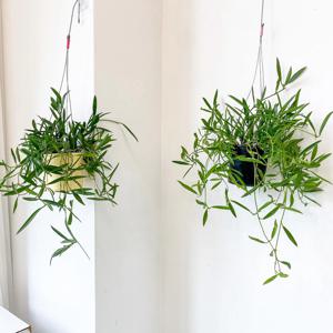 디시디아 필리핀 키우기 쉬운 행잉식물