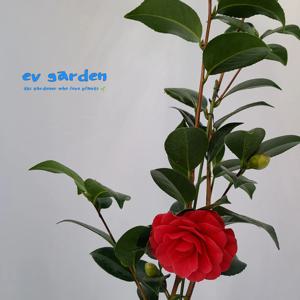 블랙로즈 h60 화이트색 토분 붉은 꽃을 피우는 겹 동백 나무