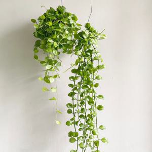 디시디아 애플그린 롱사이즈 행잉식물