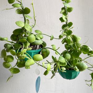 디시디아 넘초크 자개모빌 달린 행잉 플랜트