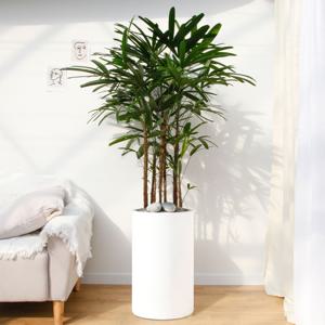 관음죽 흰색원형 경량화분 인테리어식물 거실화분 개업화분 승진화분 공기정화식물
