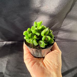 우주목 크라슐라 다육이 플랜테리어 식물인테리어 비케이알오