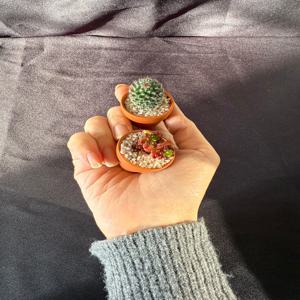 미니다육이 화분 선인장 식물 인테리어