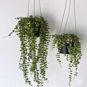 디시디아 버튼 넘뮬라리아 롱사이즈 플랜테리어 행잉식물