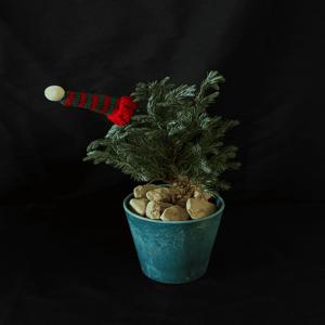 블루버드 크리스마스화분 인테리어식물 거실화분