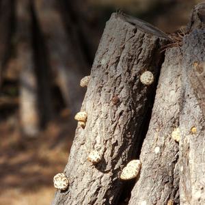 [추가 5%] 유기농 자목 야생재배 피톤치드 표고버섯