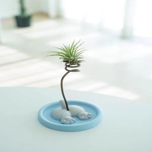 이오난사 식물 오브제 고양이 트레이 반지걸이 냥뿡트레이