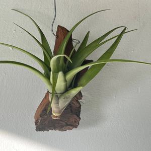 플렉스오사 희귀공중식물 먼지먹는식물 행잉플랜트