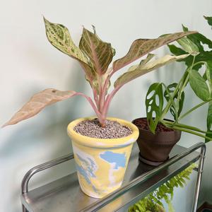 아글라오네마 아글레오마 럭키 중형 핸드메이드토분XL