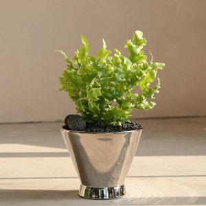 다바나고사리 집에서 키우기쉬운 음지식물 실버팟 세트