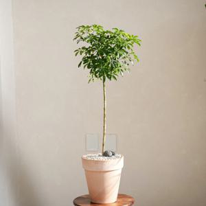 홍콩야자 외목대 토피어리수형