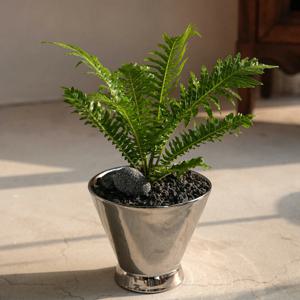 실버레이디 고사리 그늘에서 키우기 쉬운 공기정화식물 실버팟 세트