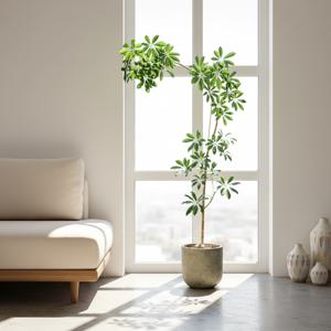 홍콩야자 쉐프렐라 곡선 실내 인테리어식물 거실화분 개업화분